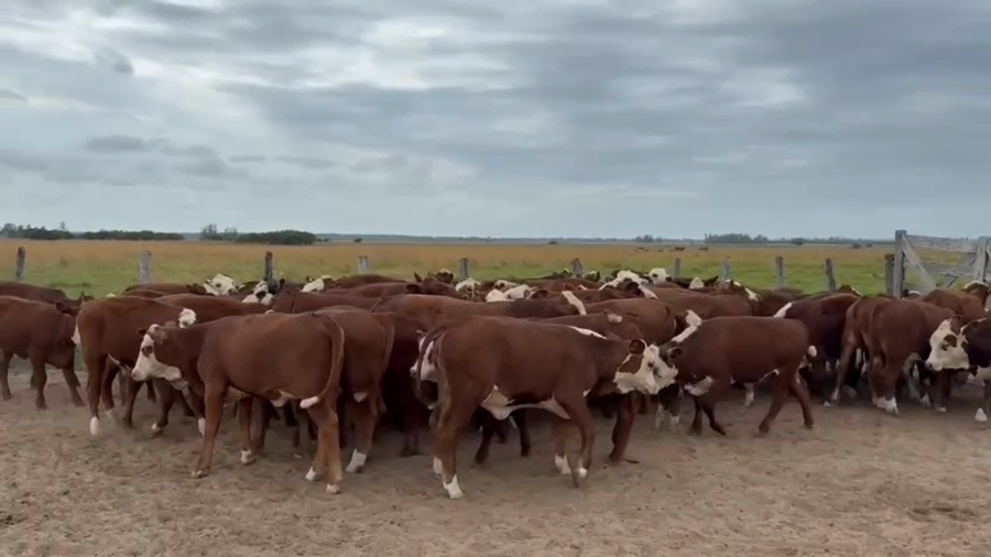 Lote 75 VAQUILLONAS Y NOVILLITOS BRAFORD EN ESQUINA, CORRIENTES