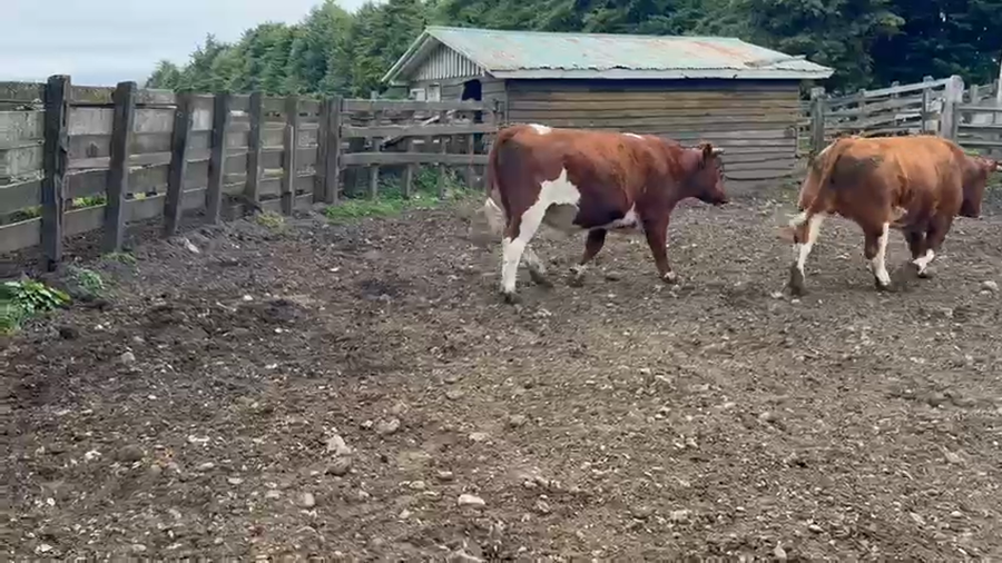 Lote 42 Novillo Gordo en Puyehue, X Región Los Lagos