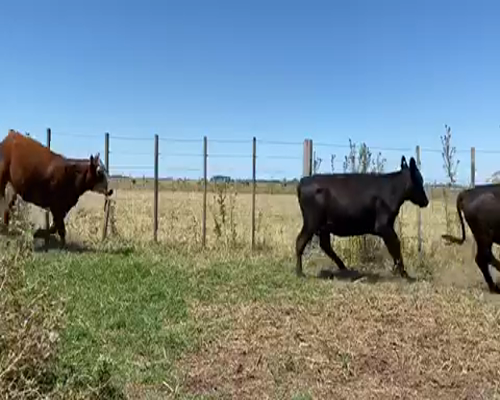 Lote 74 Novillitos y vaquillonas en Navarro, Buenos Aires