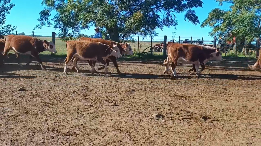 Lote Laura Folle - Escritorio Dutra