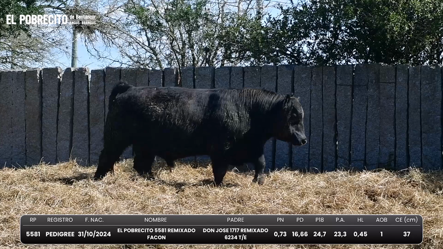 Lote Toros Angus