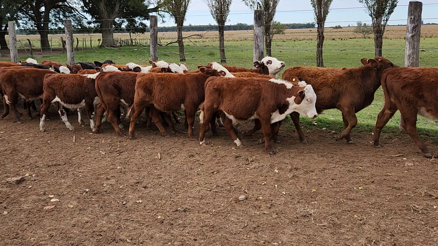 Lote 80 Terneros/as en Esquina, Corrientes