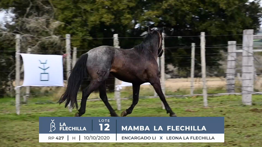 Lote MAMBA LA FLECHILLA