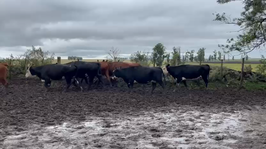 Lote VACAS PREÑADAS