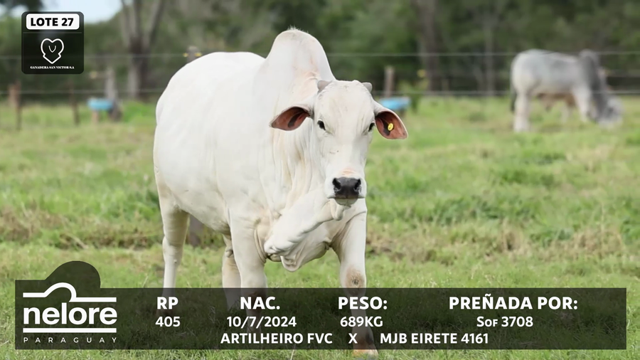 Lote LOTE 27