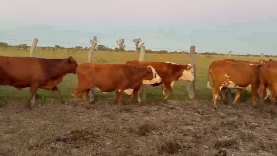 Lote 50 Vacas nuevas C/ gtia de preñez
