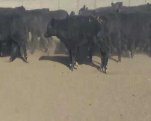 Lote 110 Terneros en Henderson, Buenos Aires