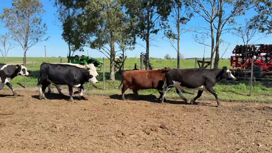 Lote VAQUILLONA PREÑADAS