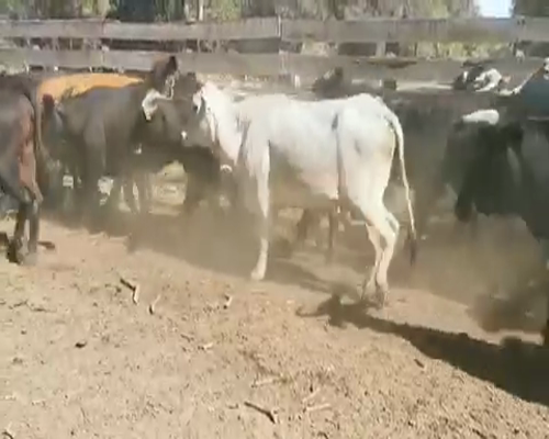 Lote 50 Vacas de invernar en Juan José Castelli, Chaco