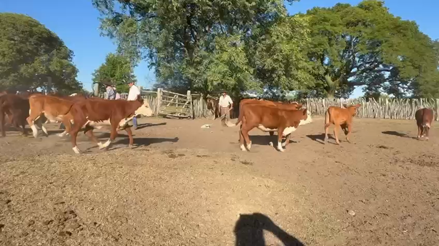 Lote 110 Terneros/as a término