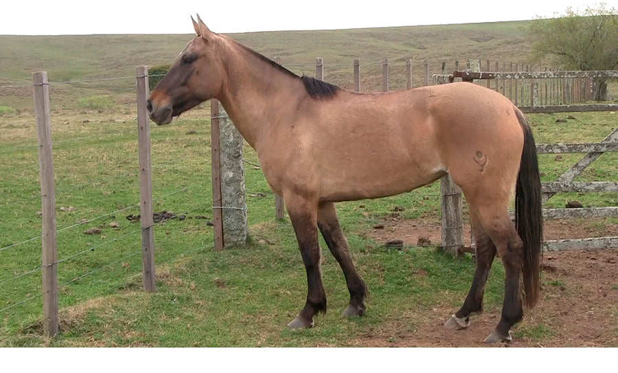 Lote Cina-Cina Mojón (RP 589) - Cabaña "El Mojón”