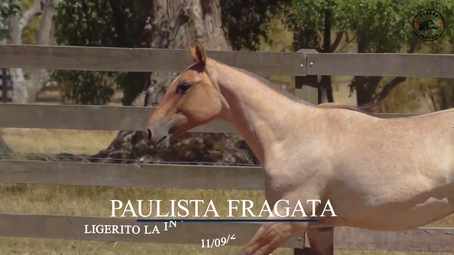Lote Paulista Fragata