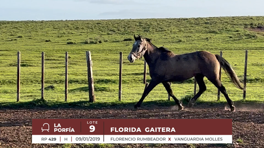 Lote FLORIDA GAITERA