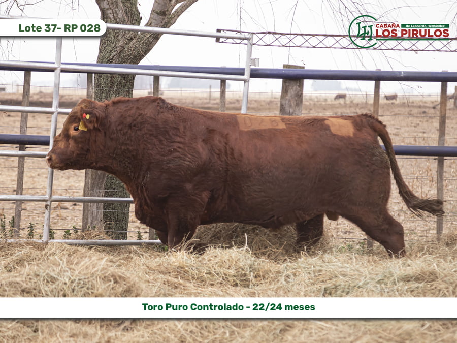 Lote TOROS PUROS CONTROLADOS - 22/24 meses