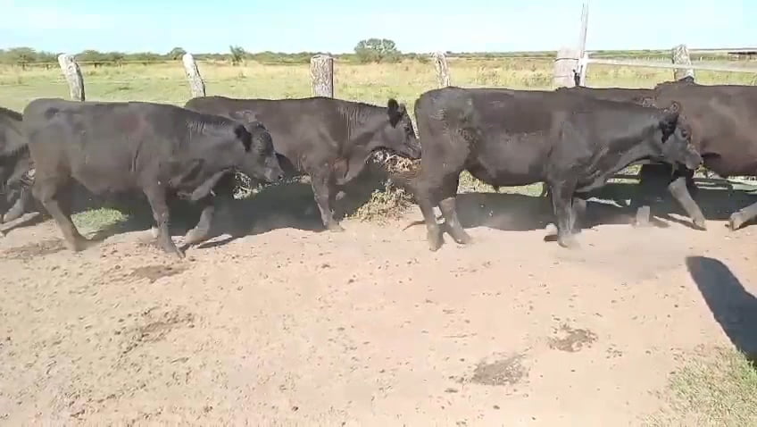 Lote 120 Novillitos en Corrientes, Curuzu Cuatia