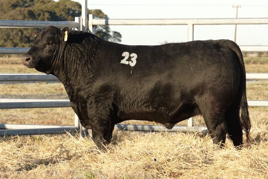 Lote TOROS ANGUS PUROS CONTROLADOS