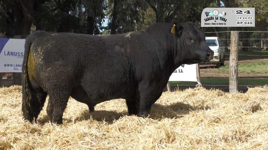 Lote TOROS PUROS CONTROLADOS