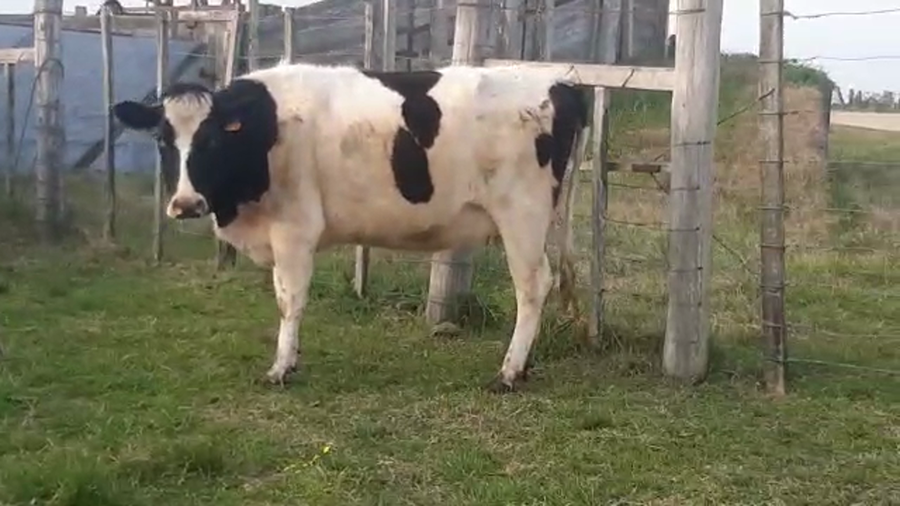 Lote Vaquillonas 1 a 2 años HOLANDO a remate en PANTALLA CAMY - SAN JOSE  1500 VACUNOS 500kg - , San José