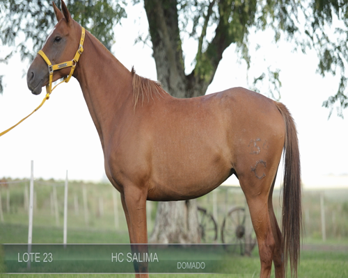 Lote HC SALIMA