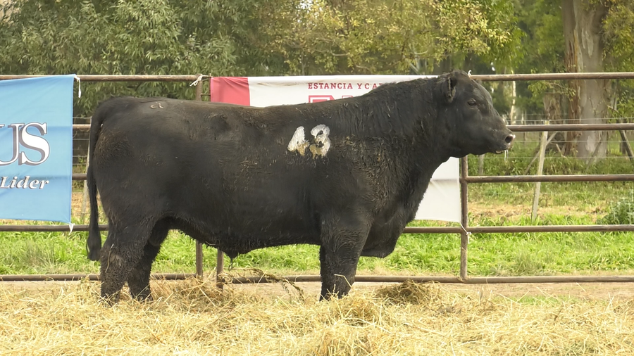 Lote TOROS ANGUS NEGROS  PC