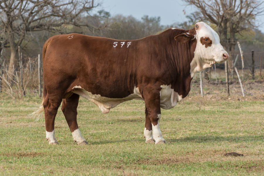 Lote CORRAL 2- CABAÑA ESTANCIA VIEJA