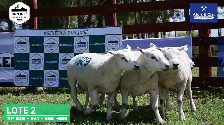 Lote 4 Carneros Texel a remate en Texel Don José 2022 en Tupambaé