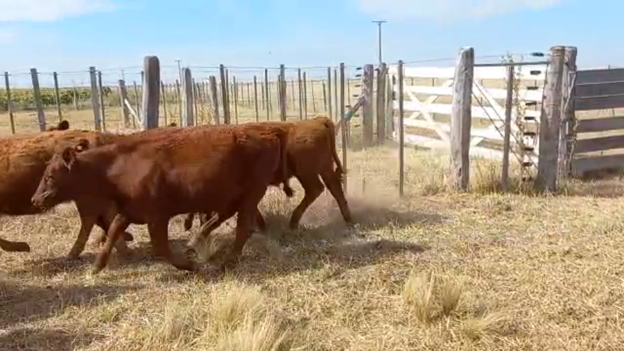 Lote 24 Terneros/as en Buenos Aires, Daireaux