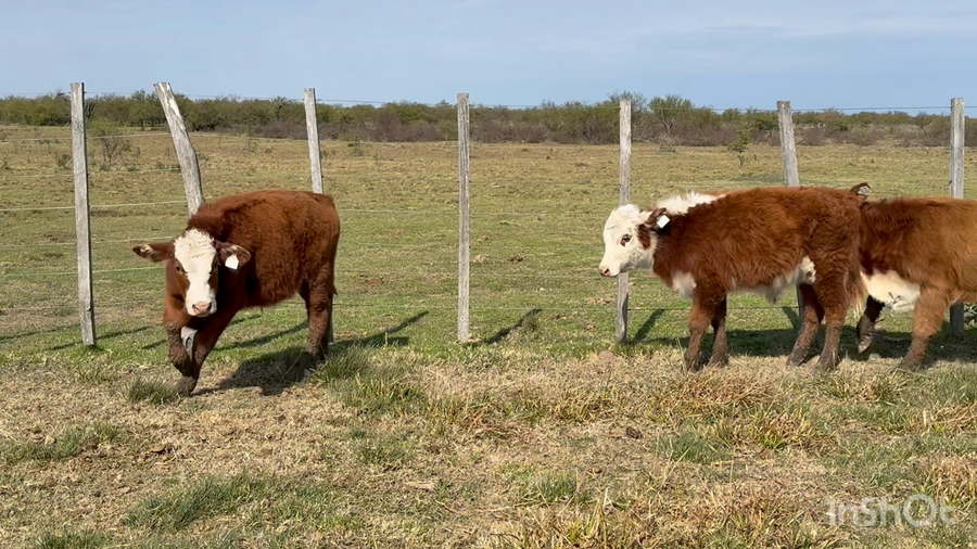 Lote 60 Terneros/as en Corrientes, Curuzu Cuatia