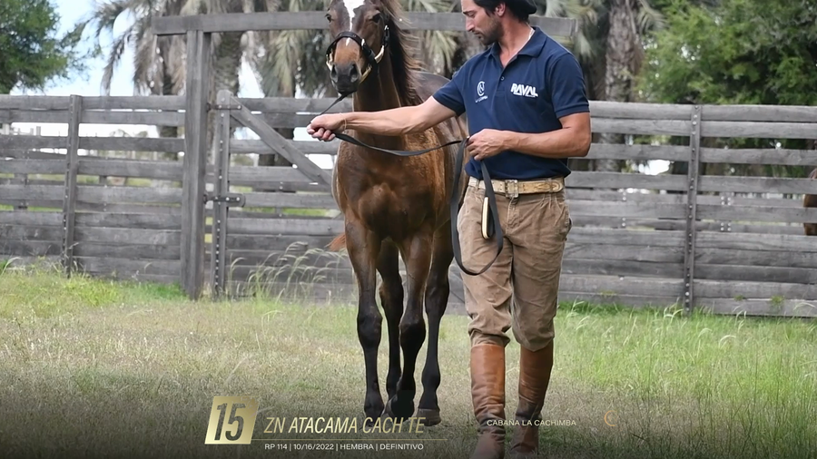 Lote Yeguarizos a remate en 6° Remate Especial de Velocidad, Montevideo