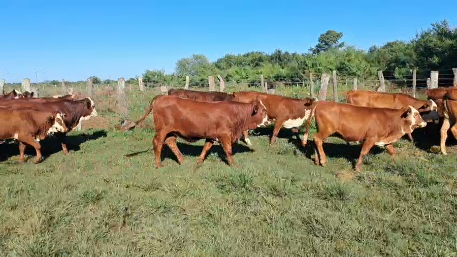 Lote 600 Terneros en Corrientes, Bella Vista
