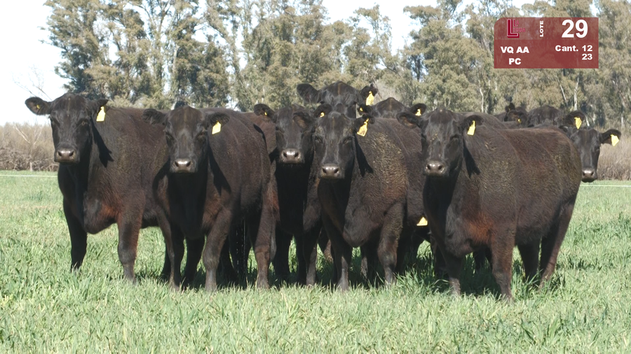 Lote VACAS ANGUS NEGRAS PURAS CONTROLADS C/GTÍA DE PREÑEZ
