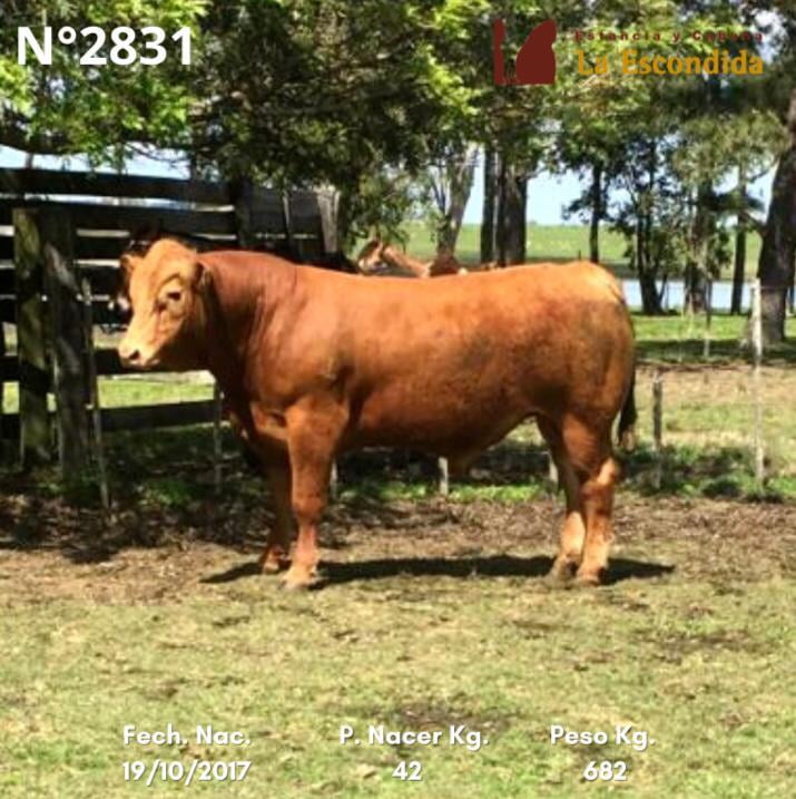 Lote Venta particular de Toros Limousin