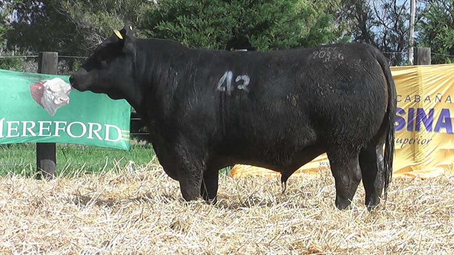Lote TOROS ANGUS PUROS CONTROLADOS