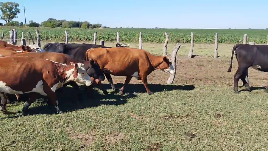 Lote 23 Vacas de invernar en Maciá, Entre Ríos