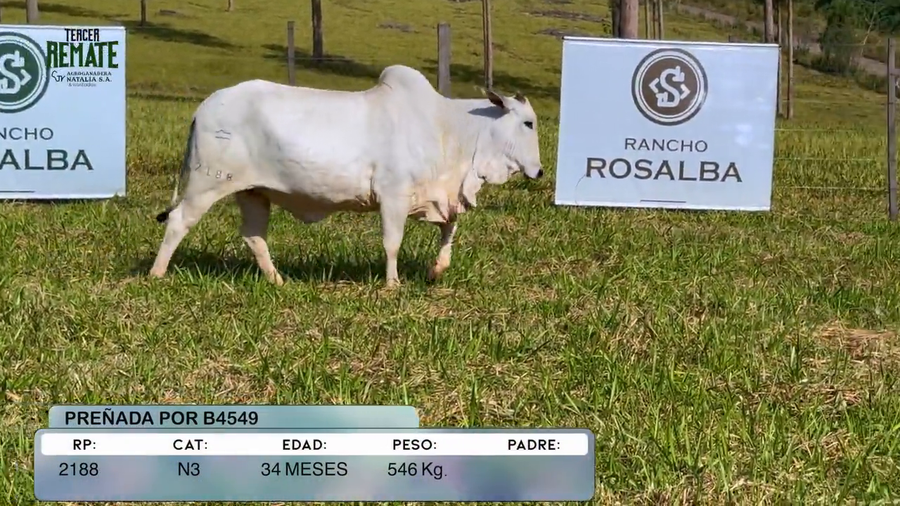 Lote Vaquillas a remate en Tercer Remate Agroganadera Natalia, Concepción