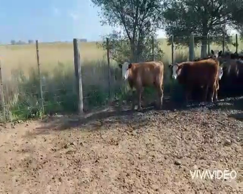 Lote 107 Terneros en Benito Juárez, Buenos Aires