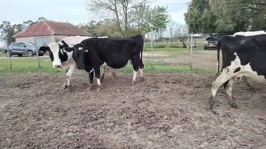 Lote 14 Vaca a remate en Pantalla Camy, San José