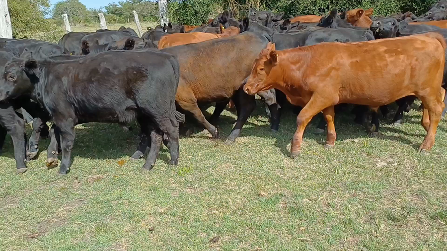 Lote 65 Terneros en Villaguay, Entre Ríos
