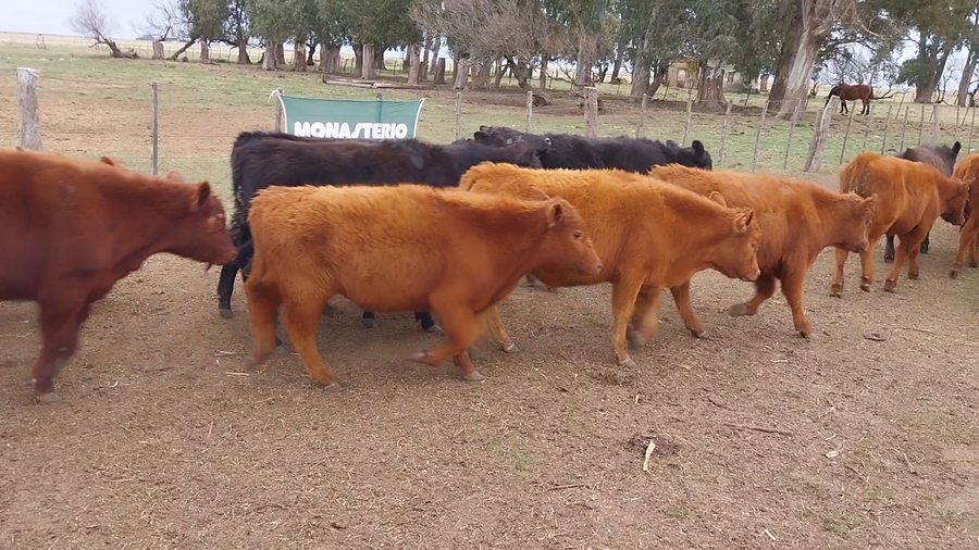 Lote 70 Terneros en Arboledas