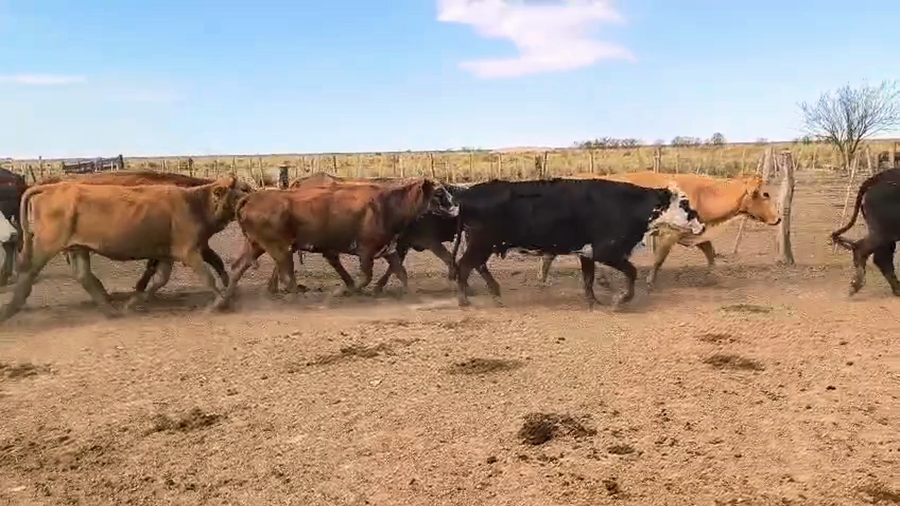 Lote 31 Vacas de invernar