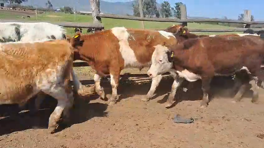 Lote 24 Novillo Engorda en Melipilla, Región Metropolitana