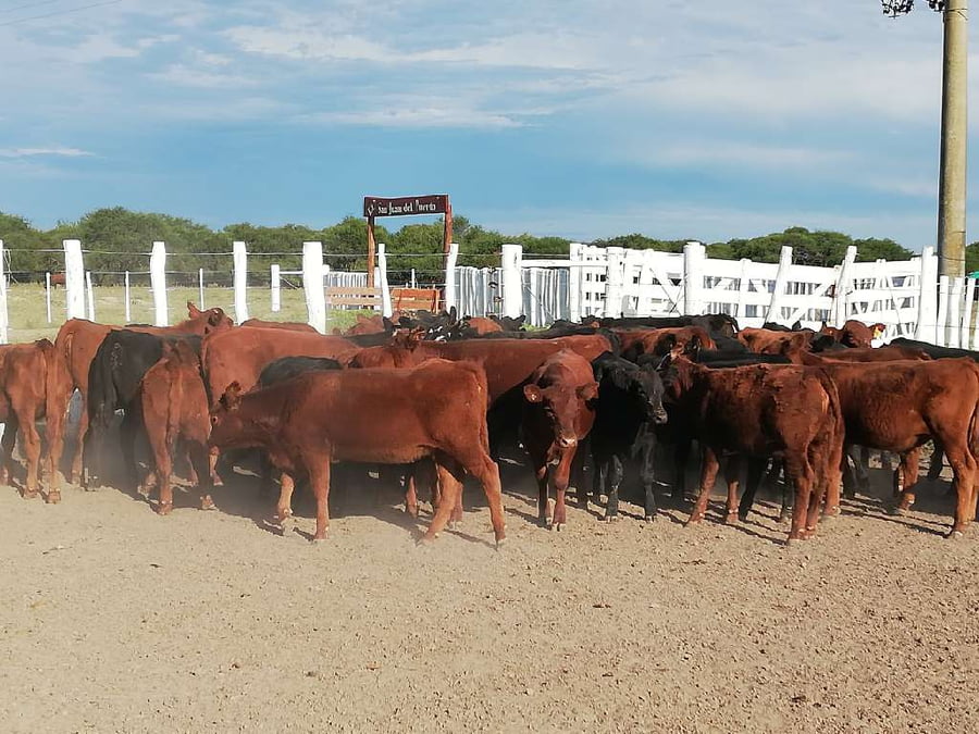 Lote 70 Terneros/as en Federal, Entre Ríos