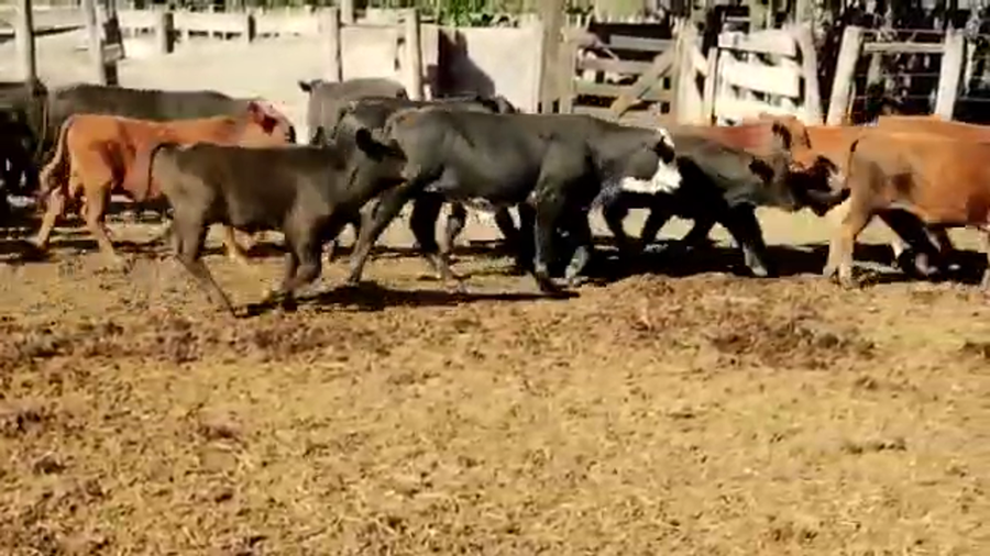 Lote 85 Terneras en Sachayoj, Santiago del Estero