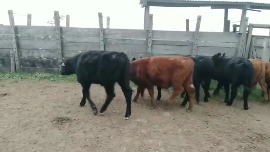 Lote TERNEROS
