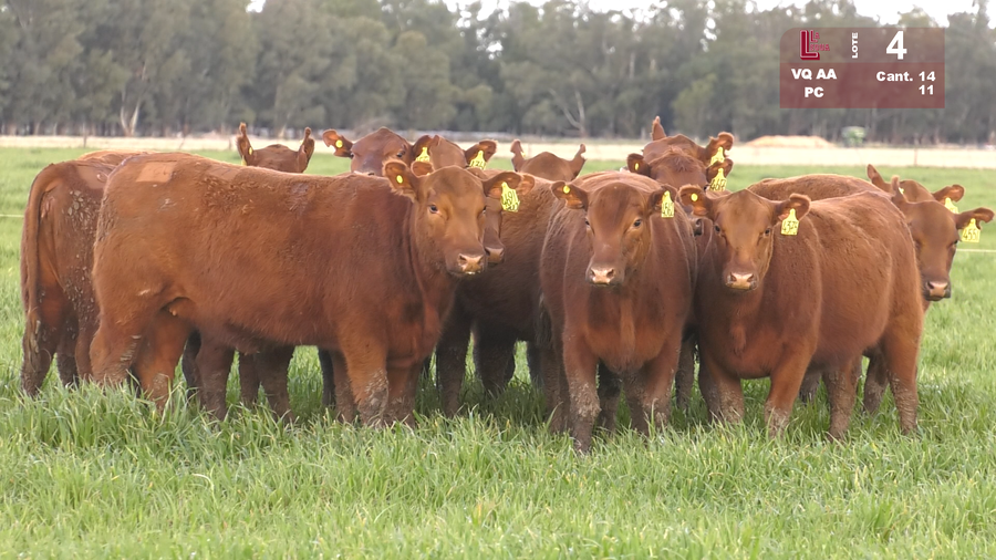 Lote VAQUILLONAS ANGUS COLORADAS PURAS CONTROLADAS C/GTÍA DE PREÑEZ