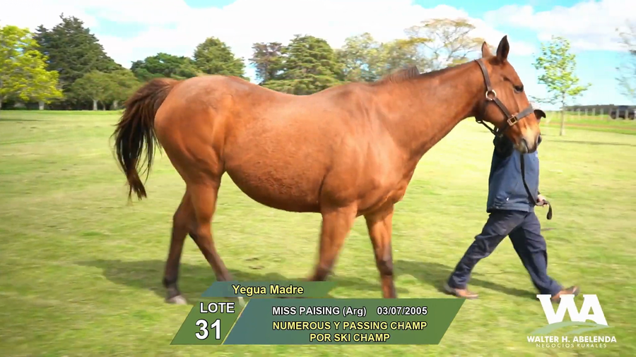 Lote MISS PAISING (Arg)