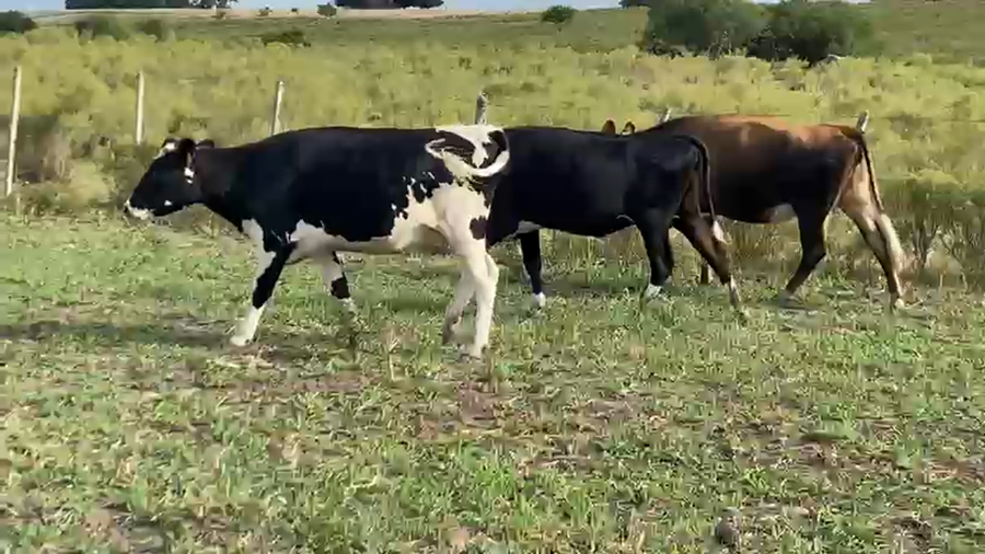 Lote 10 Vaquillonas  a remate en Pantalla Camy, San José