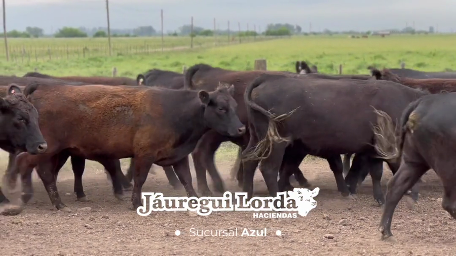 Lote 31 Vaquillonas PC preñadas