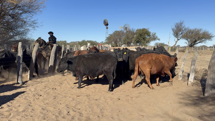 Lote 45 Vacas CUT en La Pampa, Victorica