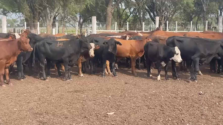 Lote 100 Novillitos en Quimilí, Santiago del Estero